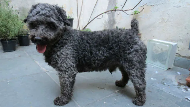 Cachorro ra a poodle idade 6 ou mais anos nome Desconhecido