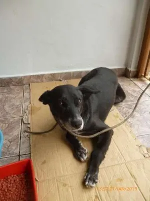 Cachorro raça SRD idade 4 anos nome Negão