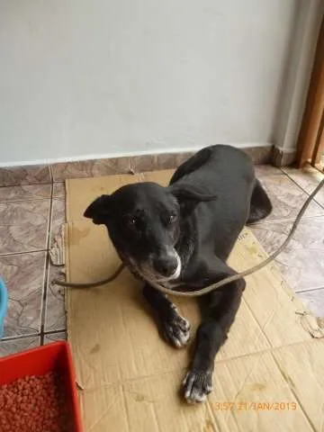 Cachorro ra a SRD idade 4 anos nome Negão
