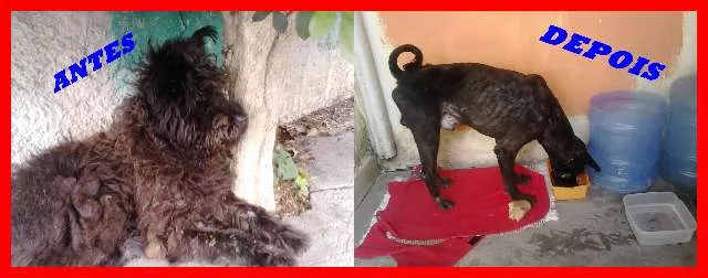 Cachorro ra a mestiço schnaizer e chow chow idade 5 anos nome Dudú