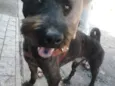 Dudú