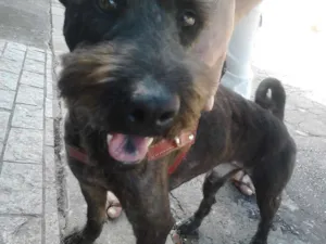 Cachorro raça mestiço schnaizer e chow chow idade 5 anos nome Dudú