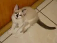 Tom, Piratinha, Junior