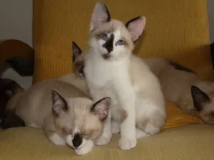 Gato raça SRD idade 2 a 6 meses nome Tom, Piratinha, Junior