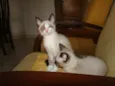 Tom, Piratinha, Junior