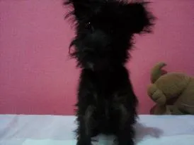 Cachorro raça SRD idade 7 a 11 meses nome Pretinha