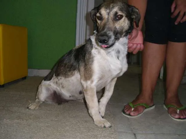 Cachorro ra a SRD idade 2 anos nome katarina