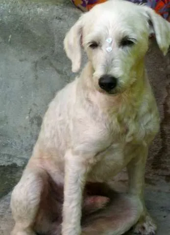 Cachorro ra a Poodle idade 1 ano nome floquinho