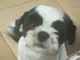 Cachorro ra a Shih tzu idade 2 anos nome Sadan GRATIFICA