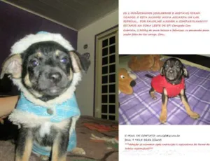 Cachorro raça SRD idade Abaixo de 2 meses nome GABRIELA