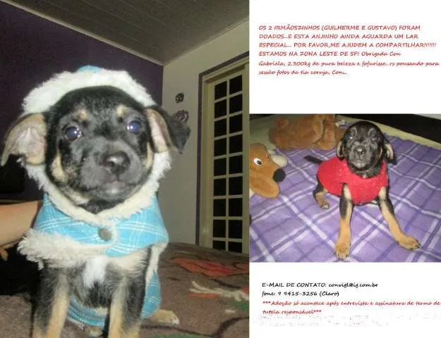 Cachorro ra a SRD idade Abaixo de 2 meses nome GABRIELA