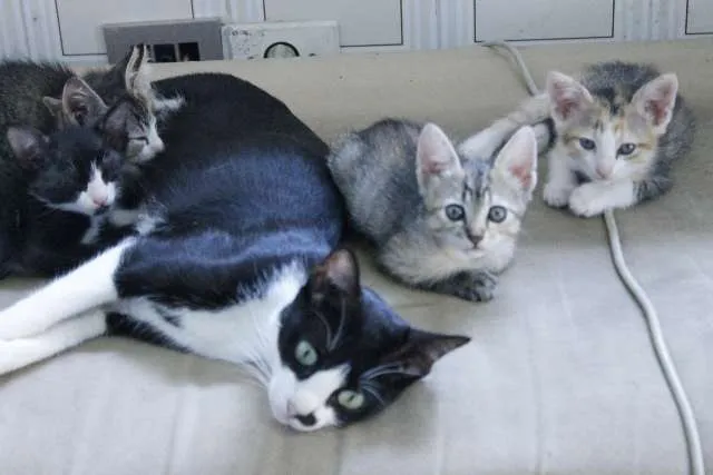 Gato ra a Siamês idade 2 a 6 meses nome Filhotinhos