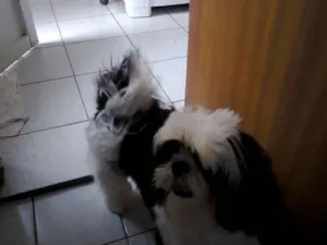 Cachorro raça Shih tzu idade 2 anos nome Sadan GRATIFICA