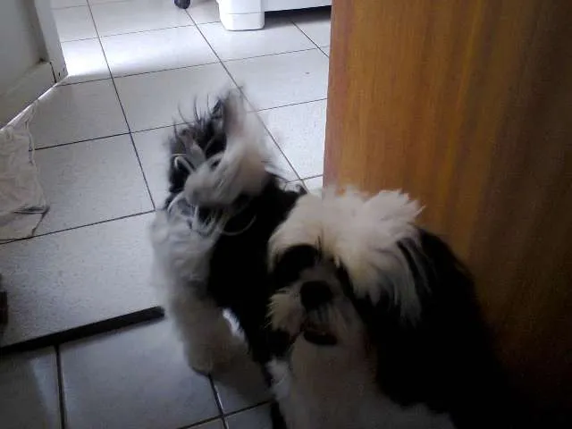 Cachorro ra a Shih tzu idade 2 anos nome Sadan GRATIFICA
