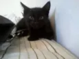 Felix
