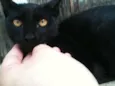 Felix