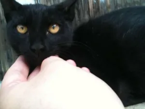 Gato raça SRD idade 2 a 6 meses nome Felix