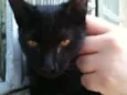 Felix