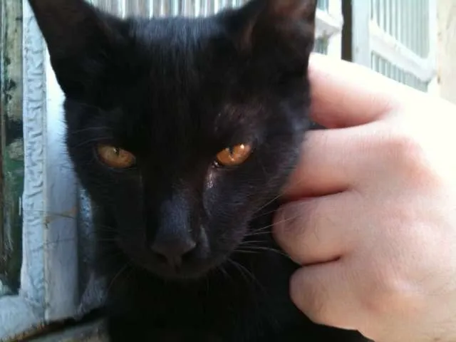 Gato ra a SRD idade 2 a 6 meses nome Felix