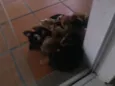 cuotes