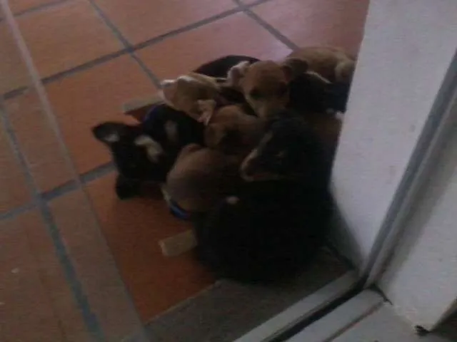 Cachorro ra a  idade 2 a 6 meses nome cuotes