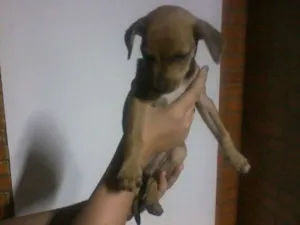 Cachorro raça  idade 2 a 6 meses nome cuotes