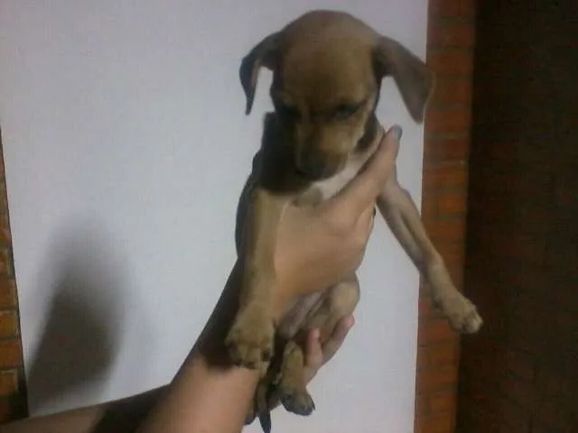 Cachorro ra a  idade 2 a 6 meses nome cuotes
