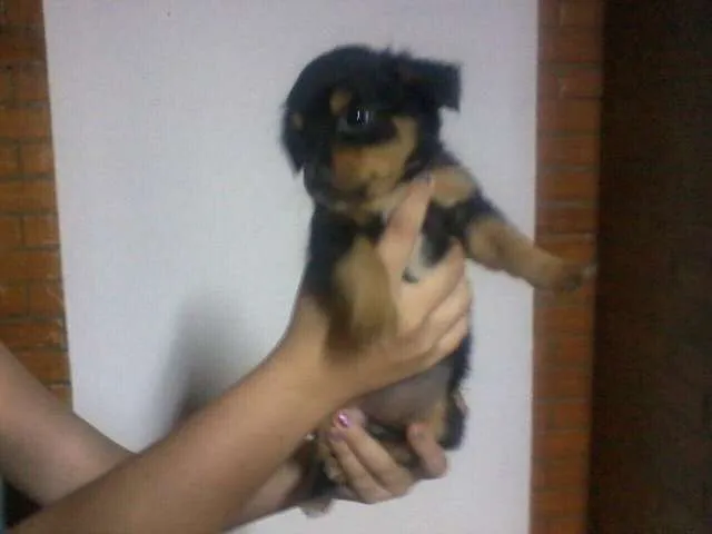 Cachorro ra a  idade 2 a 6 meses nome cuotes