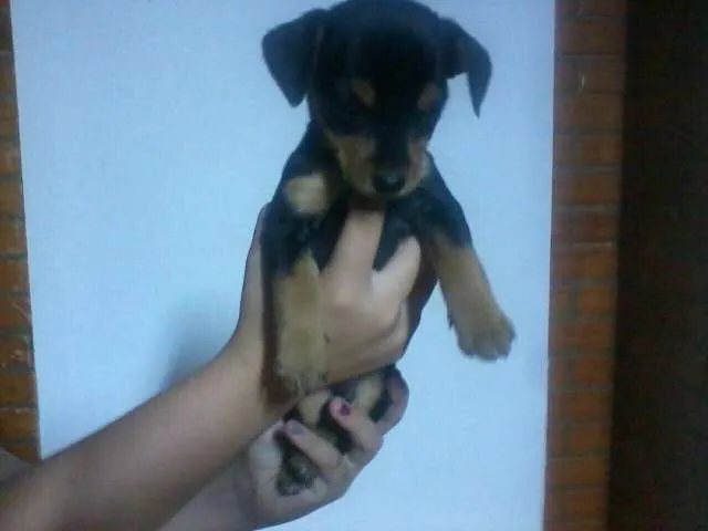 Cachorro ra a  idade 2 a 6 meses nome cuotes