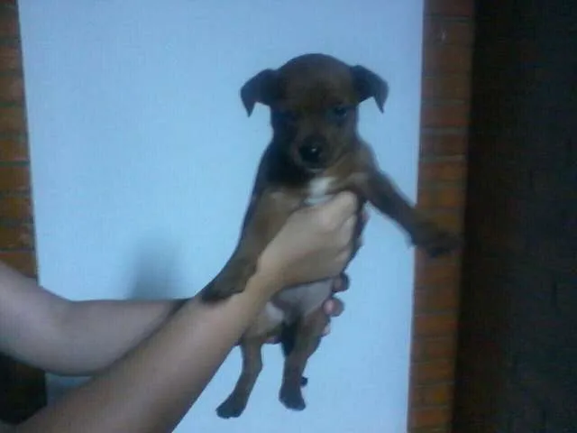Cachorro ra a  idade 2 a 6 meses nome cuotes