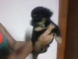 cuotes
