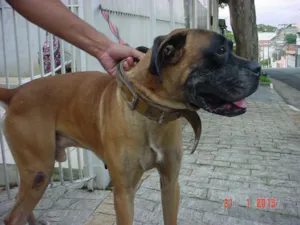 Cachorro raça Boxer idade 6 ou mais anos nome Bari