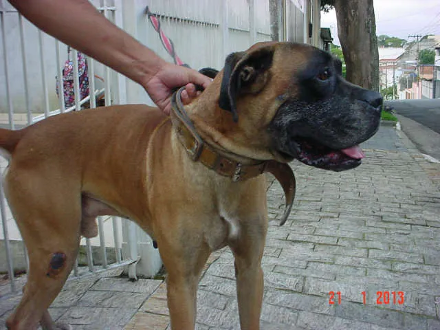 Cachorro ra a Boxer idade 6 ou mais anos nome Bari