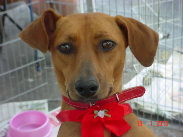 Cachorro ra a SRD idade 4 anos nome MEL