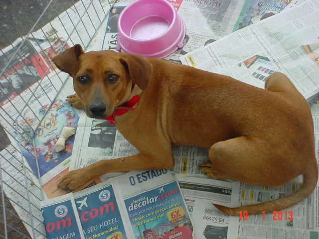 Cachorro ra a SRD idade 4 anos nome MEL