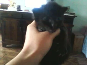 Gato raça gato preto idade Abaixo de 2 meses nome filhotinhos