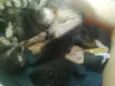 filhotinhos