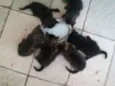 filhotinhos