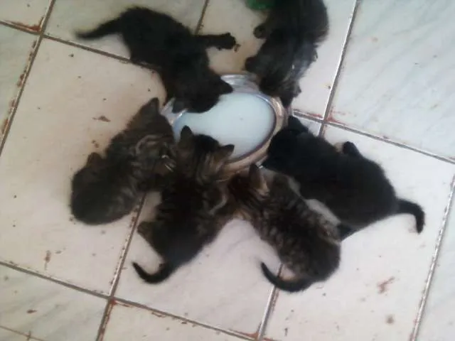 Gato raça gato preto idade Abaixo de 2 meses nome filhotinhos