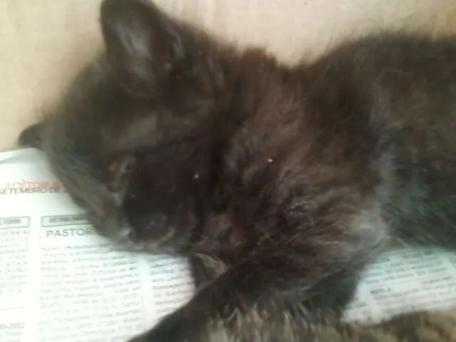 Gato raça gato preto idade Abaixo de 2 meses nome filhotinhos