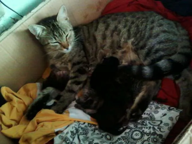 Gato raça gato preto idade Abaixo de 2 meses nome filhotinhos