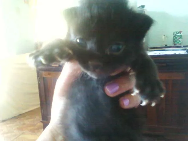 Gato raça gato preto idade Abaixo de 2 meses nome filhotinhos