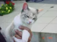 FIFI