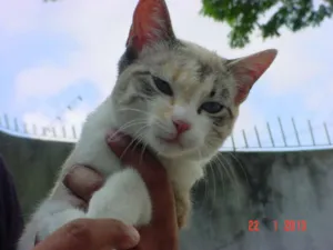 Gato raça SRD idade 2 a 6 meses nome FIFI