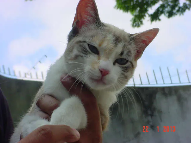 Gato ra a SRD idade 2 a 6 meses nome FIFI