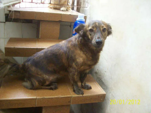 Cachorro ra a SRD idade 2 anos nome CINDY