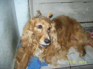 Cachorro raça Cocker idade 5 anos nome CLEO