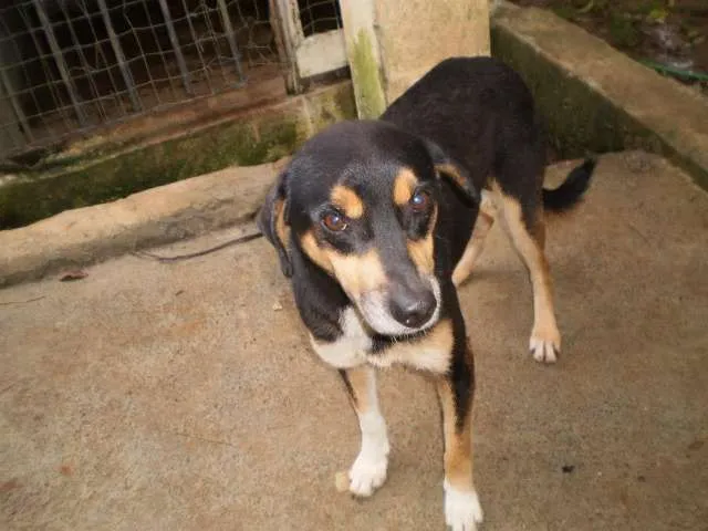 Cachorro raça SRD idade 2 anos nome Twister