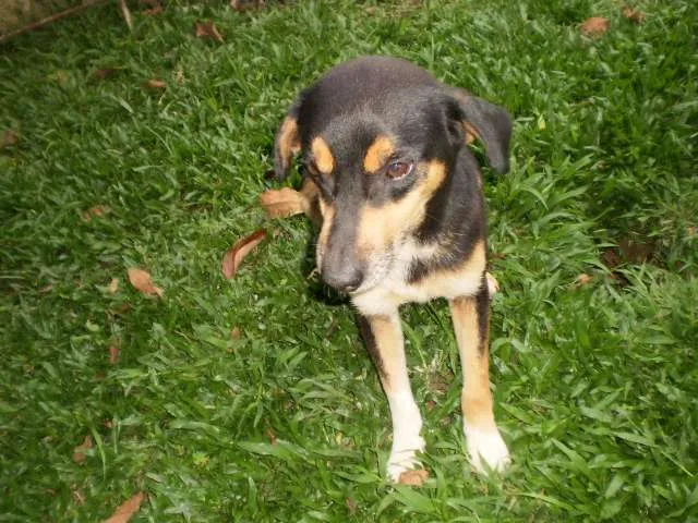 Cachorro raça SRD idade 2 anos nome Twister
