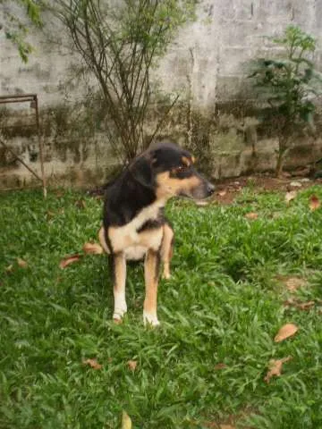 Cachorro raça SRD idade 2 anos nome Twister